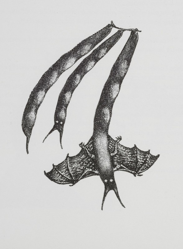 Le haricot (chauve-souris).jpg